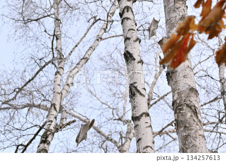 北海道の春の公園で木々の間を滑空する2匹のエゾモモンガ 北海道の春の公園で木々の間を滑空する2匹のエゾモモンガ 134257613
