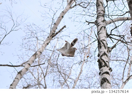 北海道の春の公園で木々の間をアクロバティックに滑空するオスのエゾモモンガ 北海道の春の公園で木々の間をアクロバティックに滑空するオスのエゾモモンガ 134257614