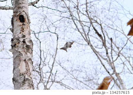 北海道の春の公園で木々の間をアクロバティックに滑空するオスのエゾモモンガ 北海道の春の公園で木々の間をアクロバティックに滑空するオスのエゾモモンガ 134257615