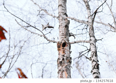 北海道の春の公園で木々の間をアクロバティックに滑空するオスのエゾモモンガ 北海道の春の公園で木々の間をアクロバティックに滑空するオスのエゾモモンガ 134257618
