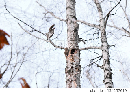 北海道の春の公園で木々の間をアクロバティックに滑空するオスのエゾモモンガ 北海道の春の公園で木々の間をアクロバティックに滑空するオスのエゾモモンガ 134257619