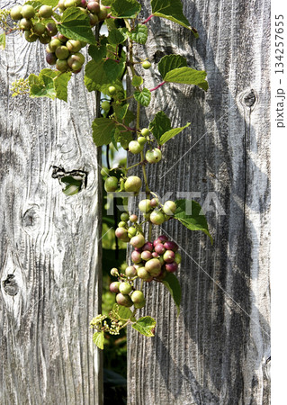 庭先の古い塀に絡んで身を付けた野葡萄(馬ぶどう) 庭先の古い塀に絡んで身を付けた野葡萄(馬ぶどう) 134257655