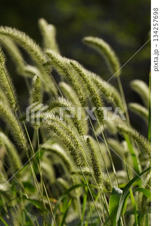 エノコログサ・2025年10月 134257698