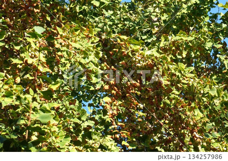 ギンナンの実・2025年10月 134257986