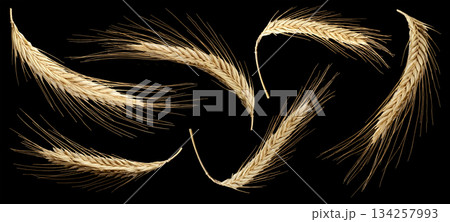 Ears of wheat isolated on black background, full depth of field, collection 134257993