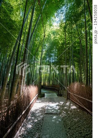[神奈川県]鎌倉・報国寺の竹林 134258038