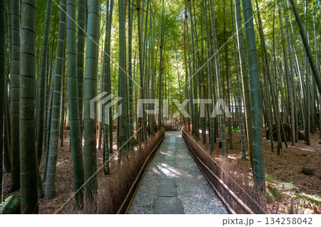 [神奈川県]鎌倉・報国寺の竹林 134258042