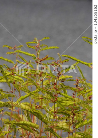 赤い実を付けたコミカンソウ・2025年10月 赤い実を付けたコミカンソウ・2025年10月 134258162