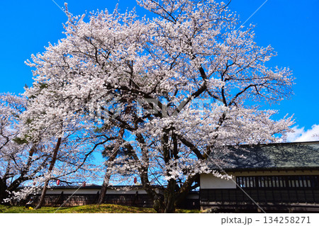春 桜 諏訪高島城 冠木門 春 桜 諏訪高島城 冠木門 134258271
