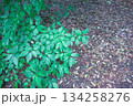 緑の葉 134258276