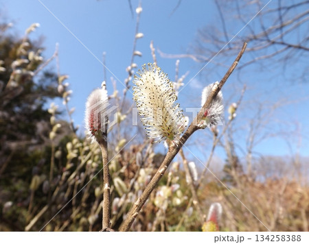 ネコヤナギ ネコヤナギ 134258388