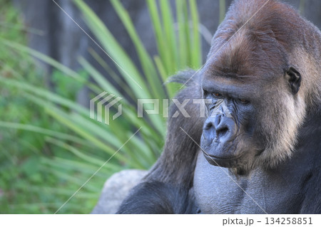 指が太すぎてスマホは使えないなと気づいたゴリラ 134258851
