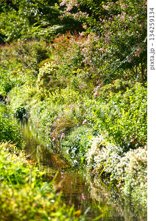 目黒川緑道 134259134