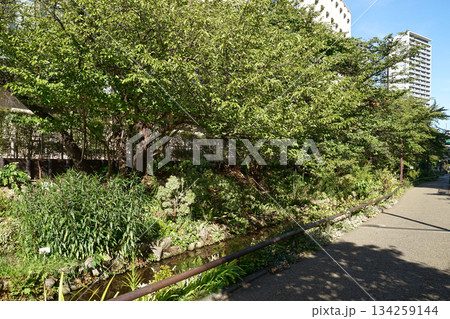 目黒川緑道 134259144