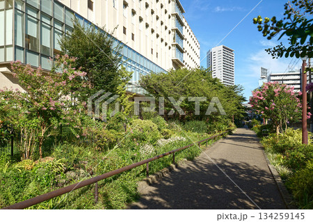 目黒川緑道 134259145