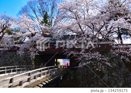 春　桜　諏訪高島城　冠木門 134259175