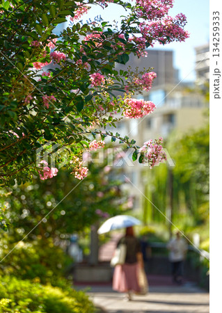 目黒川緑道 134259333