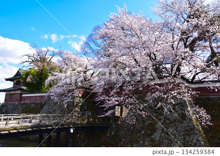春　桜　諏訪高島城　冠木門 134259384