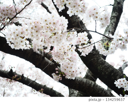 満開の桜 134259637