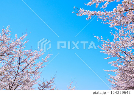 桜　青空 134259642