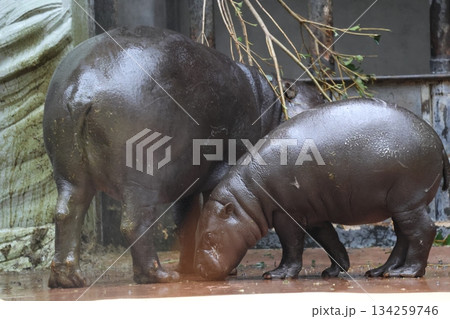親子でいるコビトカバ 134259746