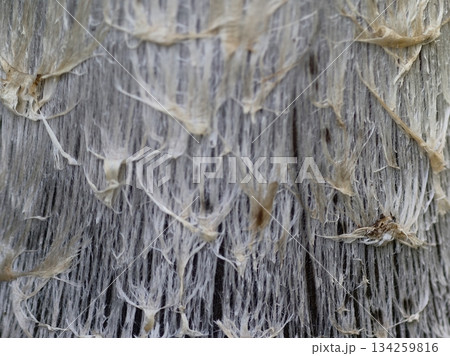 subtle misty woodland environment with intricate mushroom gills and gentle filtering light subtle misty woodland environment with intricate mushroom gills and gentle filtering light 134259816