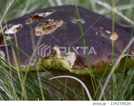 mysterious forest setting displaying partially concealed mushroom with textured surface and muted mysterious forest setting displaying partially concealed mushroom with textured surface and muted 134259826