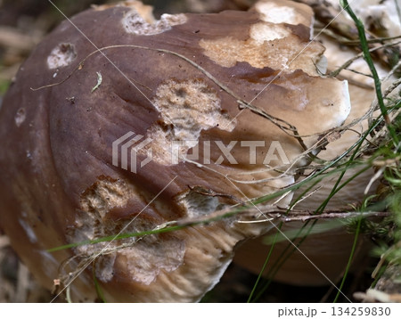 mushroom resting amid forest moss, earthycolored mushroom sitting on moist forest floor with moss mushroom resting amid forest moss, earthycolored mushroom sitting on moist forest floor with moss 134259830