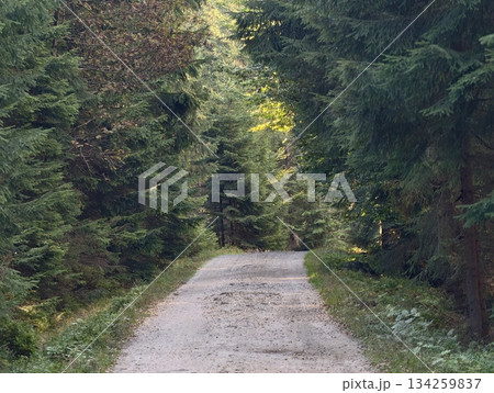 quiet trail among towering trees, tranquil gravel route surrounded by dense green foliage 134259837