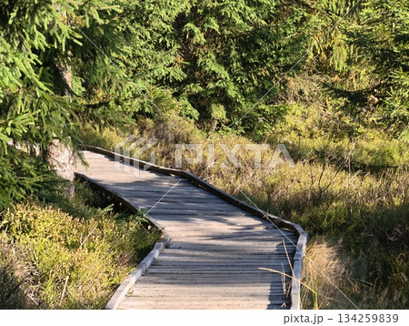 gentle wooden walkway weaving through verdant wetlands illuminated by filtered sunlight and lush gentle wooden walkway weaving through verdant wetlands illuminated by filtered sunlight and lush 134259839