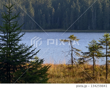 tranquil marsh bordered by spruces, peaceful marsh edge featuring small pines and gentle sunlight tranquil marsh bordered by spruces, peaceful marsh edge featuring small pines and gentle sunlight 134259841