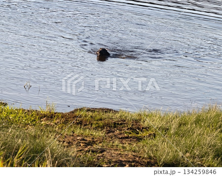 seal engages in playful foraging behavior close to grassy shoreline under soft cloudy light seal engages in playful foraging behavior close to grassy shoreline under soft cloudy light 134259846