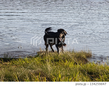 dog relaxes by shimmering waters, feathered surroundings with calm dog by reflective pond dog relaxes by shimmering waters, feathered surroundings with calm dog by reflective pond 134259847