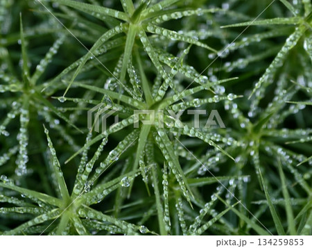 serene moss patterns evoke peace, minimalist dew patterns highlight tranquility and detail serene moss patterns evoke peace, minimalist dew patterns highlight tranquility and detail 134259853