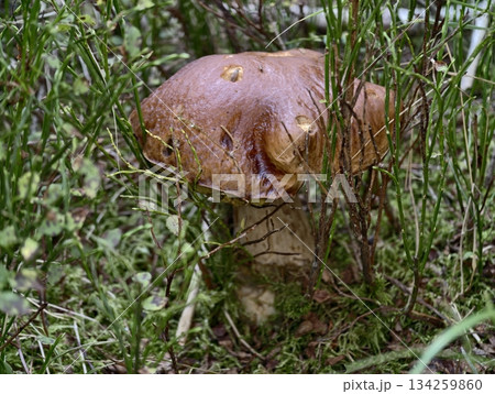 sturdy mushroom present, resilient porcini mushroom showcases culinary promise in lush natural sturdy mushroom present, resilient porcini mushroom showcases culinary promise in lush natural 134259860