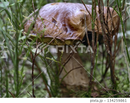 closeup mushroom details, intimate macro photograph highlighting mushroom surface with water 134259861