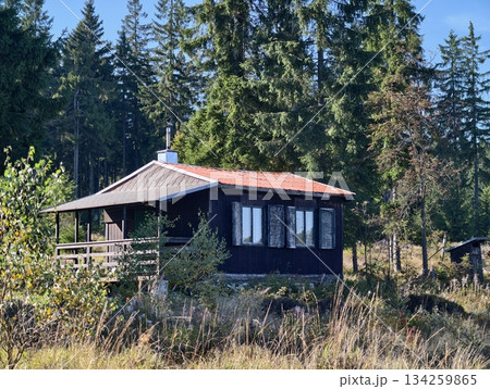 secluded cabin amid towering pines, nature sanctuary offering bird watching and tranquil scenery 134259865