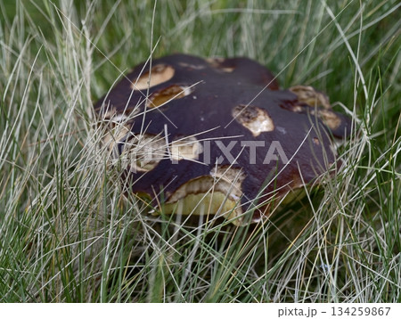 mushroom in grass, detailed view of brown mushroom among dew covered grassy environment with organic mushroom in grass, detailed view of brown mushroom among dew covered grassy environment with organic 134259867
