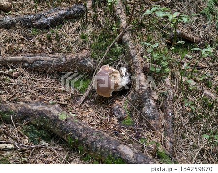 decaying mushrooms amid forest debris, porcini mushroom resting among forest roots and fallen leaves decaying mushrooms amid forest debris, porcini mushroom resting among forest roots and fallen leaves 134259870