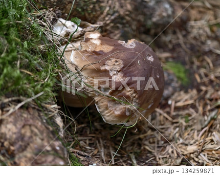 closeup of partially eaten porcini mushroom indicating recent animal foraging activity in nature 134259871