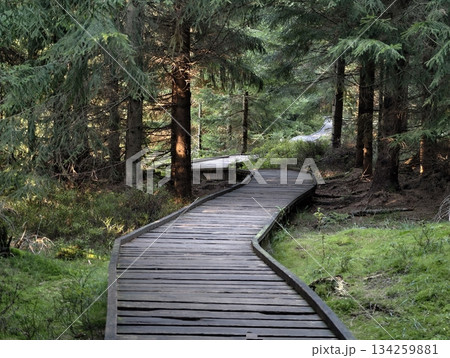 winding timber walkway through lush trees, serpentine wooden bridge over mosscovered forest floor 134259881