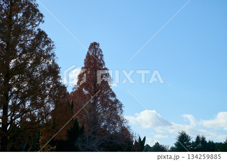 メタセコイアの紅葉と青空 134259885