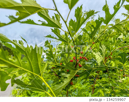 未熟な桑の実~6月の紅~ 未熟な桑の実~6月の紅~ 134259907