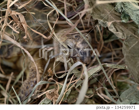 sheltering reptile scene, detailed view of tortoise camouflaging among sundried grass and stalks sheltering reptile scene, detailed view of tortoise camouflaging among sundried grass and stalks 134259971