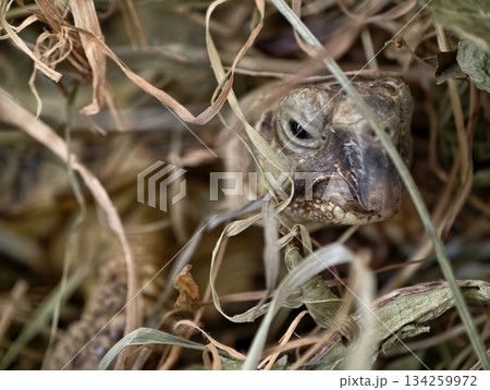 an inquisitive small animal explores concealed setting among withered grasses under gentle sunlight an inquisitive small animal explores concealed setting among withered grasses under gentle sunlight 134259972