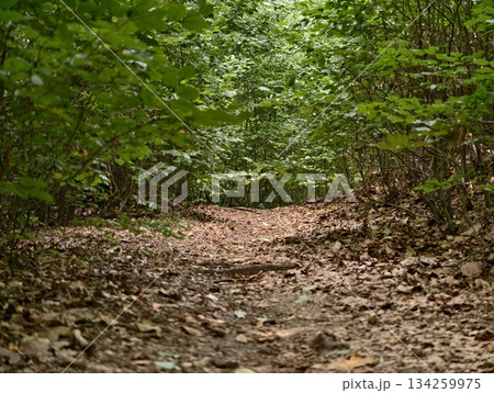 early morning forest journey, peaceful walking route amidst dense trees and textured ground 134259975