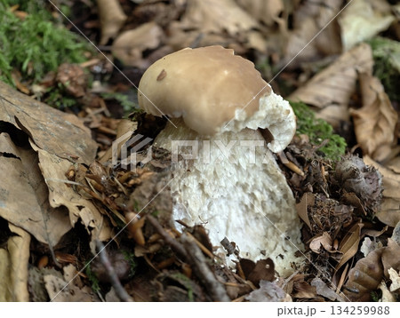 fungal cap emergence, closeup of porcini mushroom sprouting from leaf litter with earthy background fungal cap emergence, closeup of porcini mushroom sprouting from leaf litter with earthy background 134259988