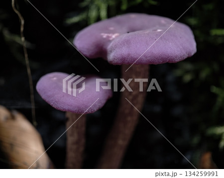 forest mushrooms with delicate stems and caps, pair of purple fungi thriving on lush mossy terrain 134259991