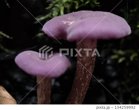 velvety fungi amid moist woodland gloom, quietly illuminated toadstools with textured stems and caps 134259992