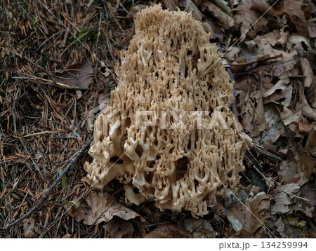 forest floor cauliflower growth, intricate fungus resembling honeycomb on forest ground surface 134259994